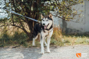 Todor After