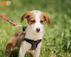 Velika from The Easter Litter