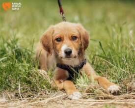 Velio from the Easter litter