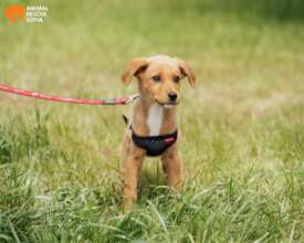 Velka from the Easer litter