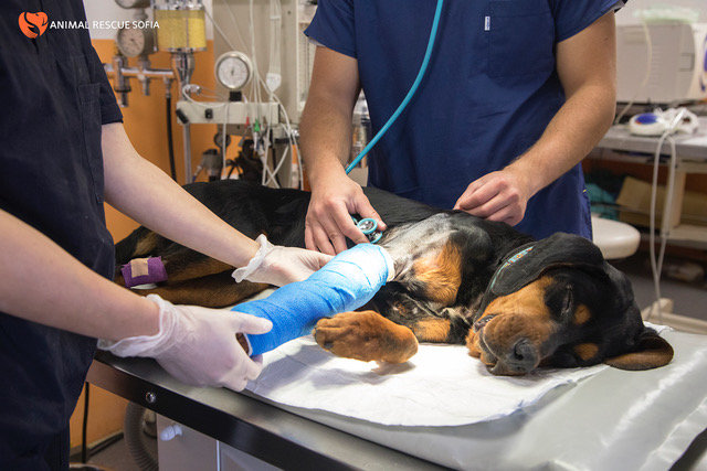 Animal Birth Control Clinic Ark Animal Clinic Franzisca Vet Clinic