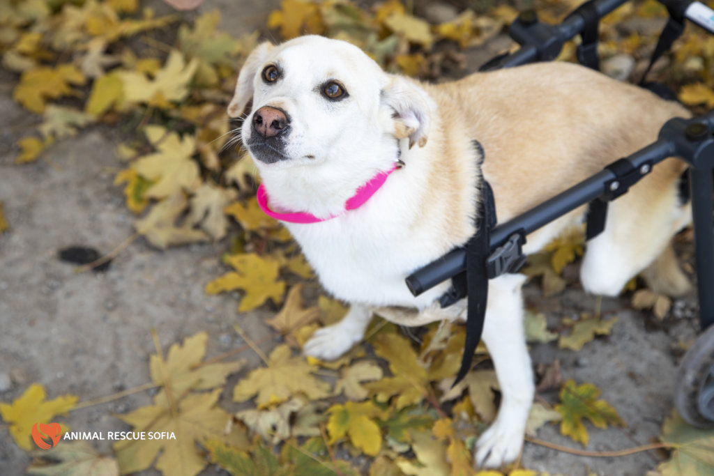 Franzisca Vet Clinic - Help us Help Them