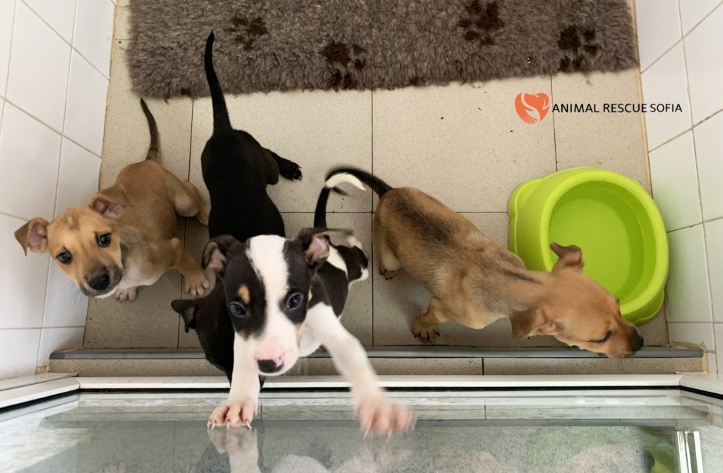 Franzisca Vet Clinic - Help us Help Them