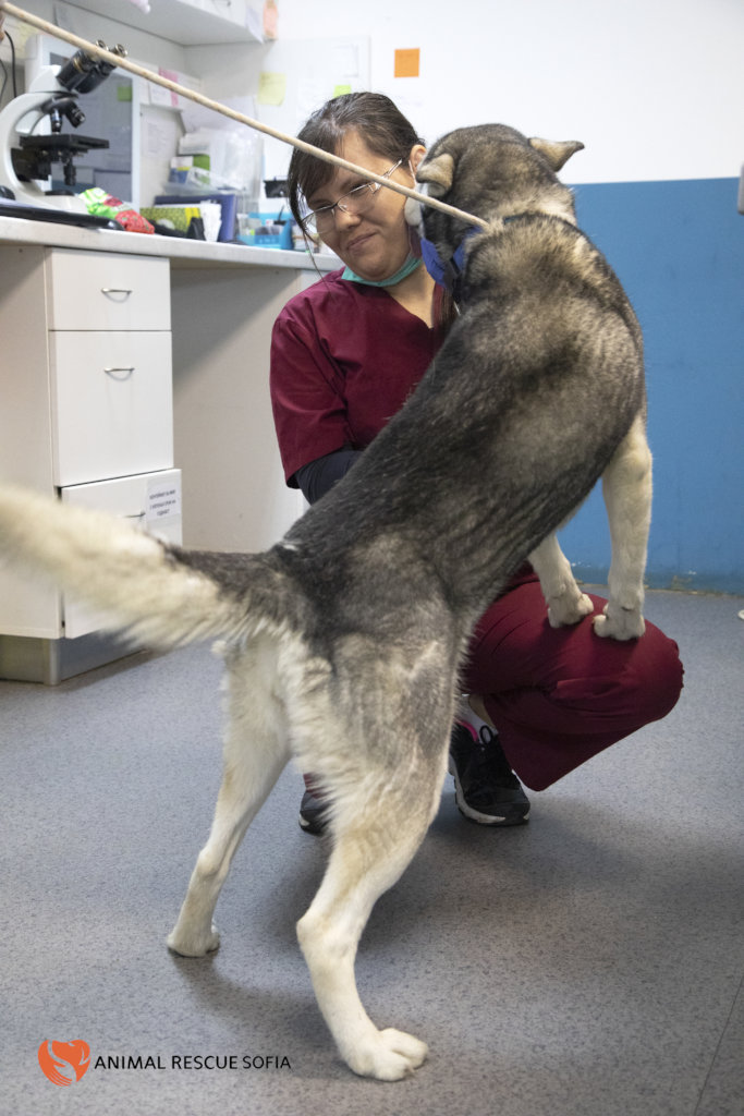 Franzisca Vet Clinic - Help us Help Them