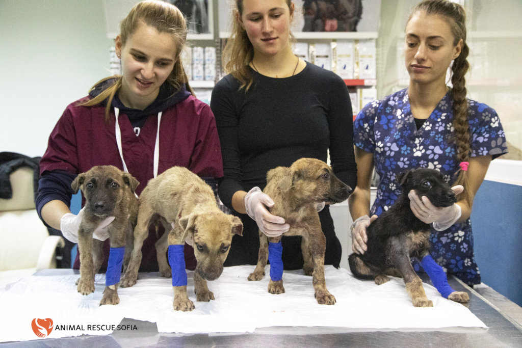 Hundreds of rescued puppies