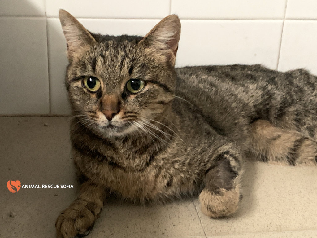 Franzisca Vet Clinic - Help us Help Them