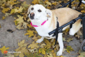 Lizzy, with spine trauma