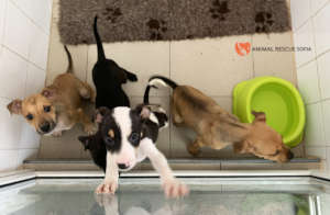 Puppies under quarantine