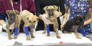 Injured puppies under examination