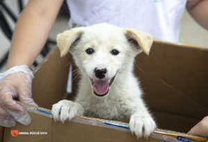 Hundreds of abandoned puppies
