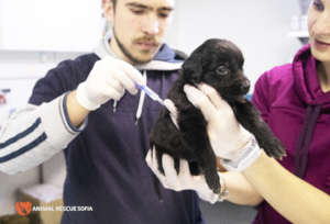 Puppy vaccination