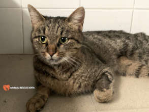 Stray cats also find rescue