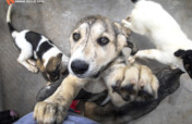 Franzisca Vet Clinic - Help us Help Them