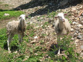 Adorable goats from the goat-breeding project