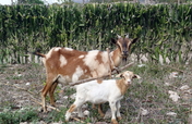 Build Community-Run Enterprises in Rural Haiti