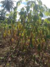 Cassava Field