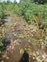 Cassava Field with Minor Flooding