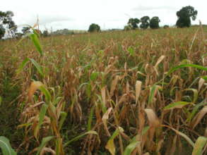 cornfield ready for harvest