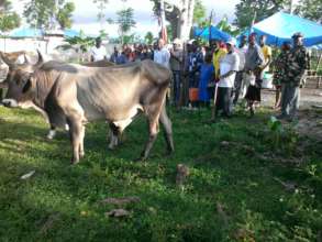 naming the oxen: Patience, confiance, Dieu si bon,