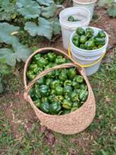 Peppers raised by OFAP women