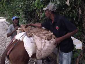 Transporting Yam Seedlings to Members