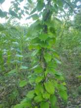 Yam Field Alongside Corn
