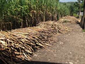 Harvest the cane