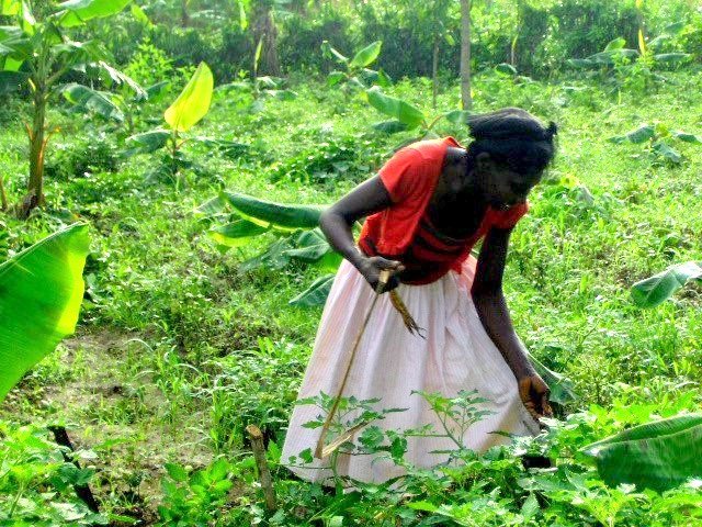 Woman farmer in Haiti