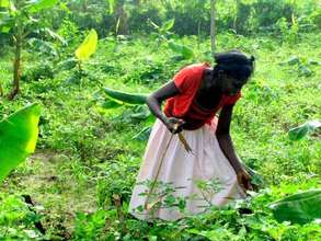 Woman farmer in Haiti