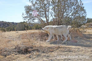The Wild Animal Refuge