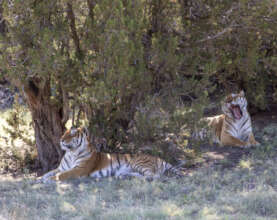 Refuge Tigers