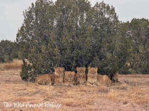 Refuge Lions