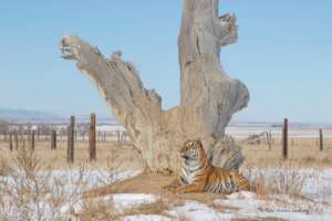 The Wild Animal Sanctuary