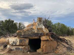 Tiger On Den Entrance