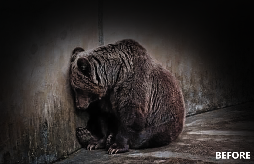 Build Habitats for Rescued Lions, Tigers, & Bears