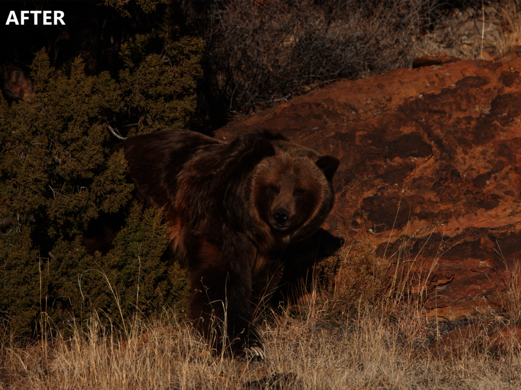 Build Habitats for Rescued Lions, Tigers, & Bears