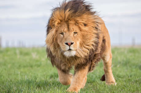 Build Habitats for Rescued Lions, Tigers, & Bears