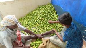Arockiasamy with his grandson seperating lemons