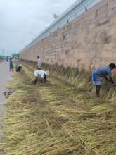 The family is drying crop for getting Gingelly oil