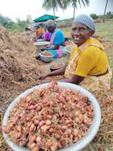 Another family are cleaning onions for sale.