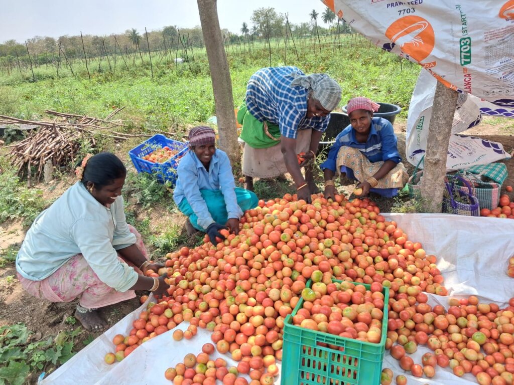 Segregating the tomatoes after harvest