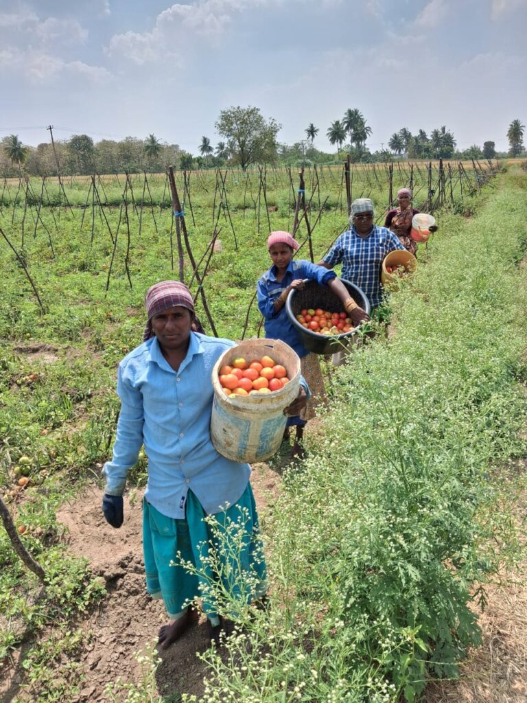 Harvest Day is income day!!