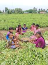 Sisters and brothers are into groundnut harvesting
