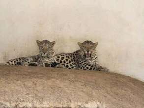 AT TAIZ ZOO FROM FB