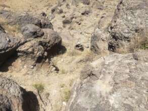 AT BANI QAIS RESERVE