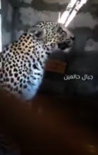 FEMALE TIGER WAS SEEN IN LAHJ