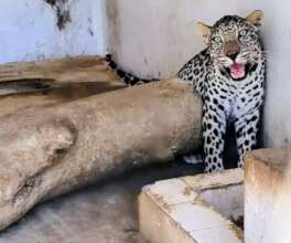 TAKEN FROM FB TAIZ ZOO