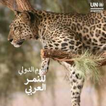 UN International Day of the Arabian Tiger