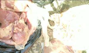 MEAT FOR THE TIGERS IN BANI QAIS