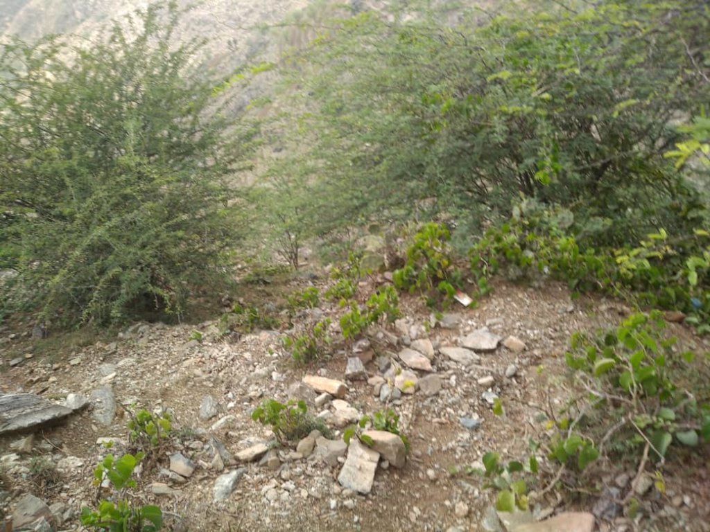 Rescue and Save Rare Yemeni Tiger from Extinction